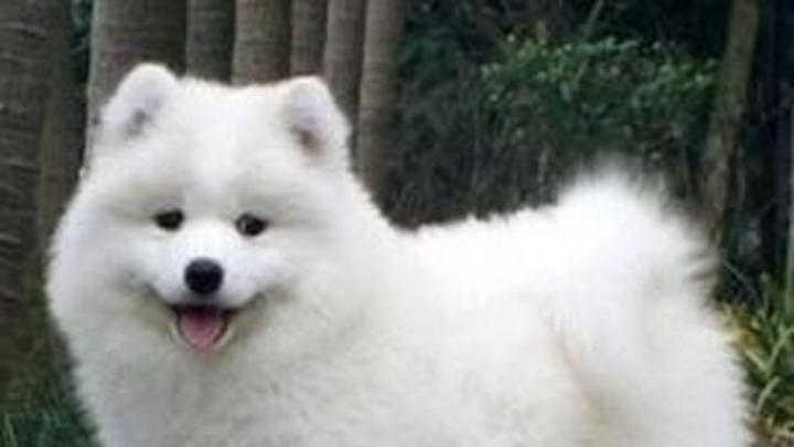 萨摩耶巡回游戏设计，猎食本能引导与训练，雪季室内活动及地暖房玩具测试