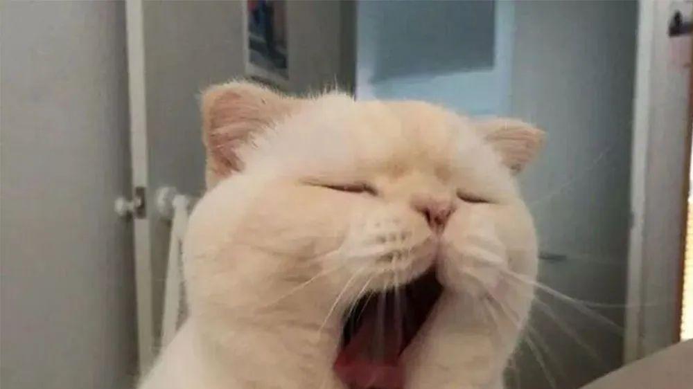 平价猫粮哪个性价比高

？

深度测评三款热门猫粮品牌
