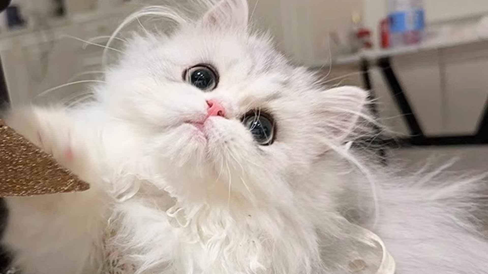 拿破仑猫血统认证，基因筛查技术，北方繁育基地，十年数据对比