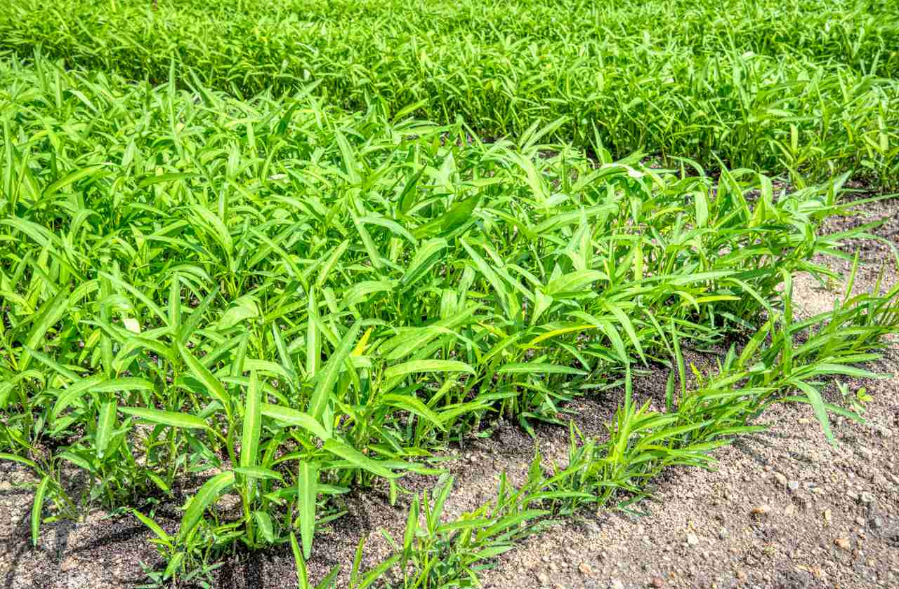 西瓜十日光照，王炸效果，盐碱地西瓜，也能甜如蜜糖