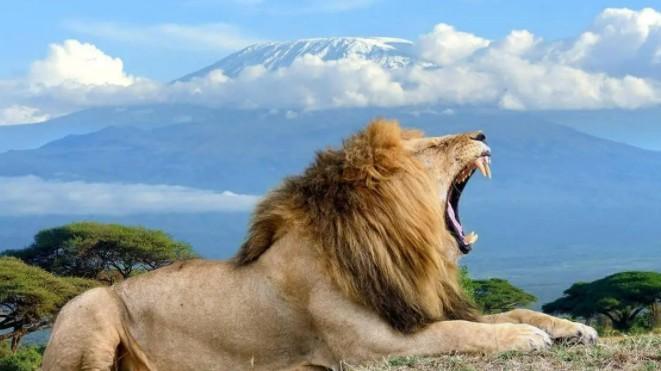 狮子真的像动画片里那样威风凛凛吗？这些真相让人大跌眼镜！