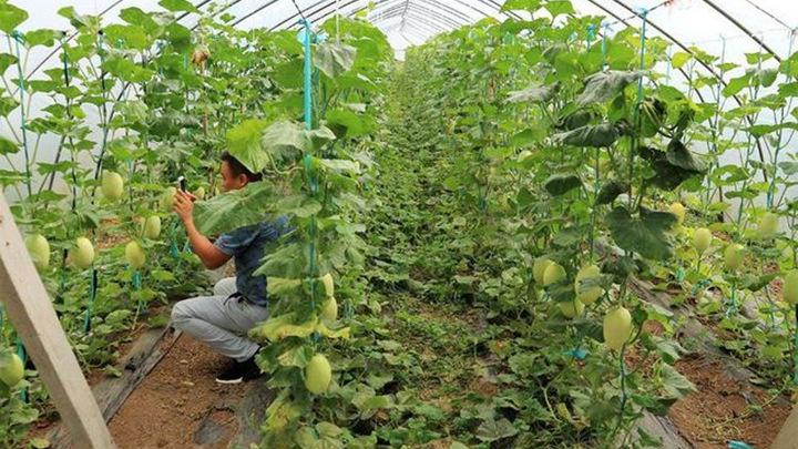 哈密瓜抗逆性提升技术，磁化水灌溉应用研究，庭院日烧修复方法解析