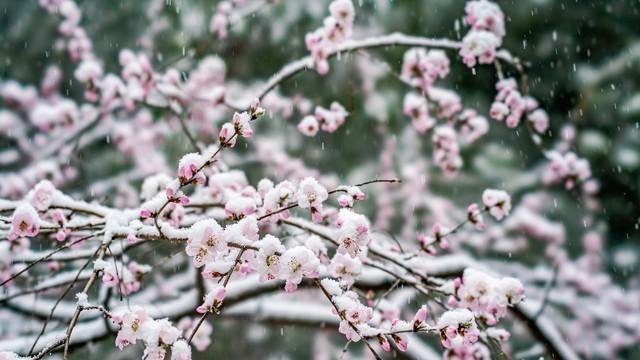 今晚22点立春，老话“有雪无雪，就看立春”，今年有桃花雪吗？