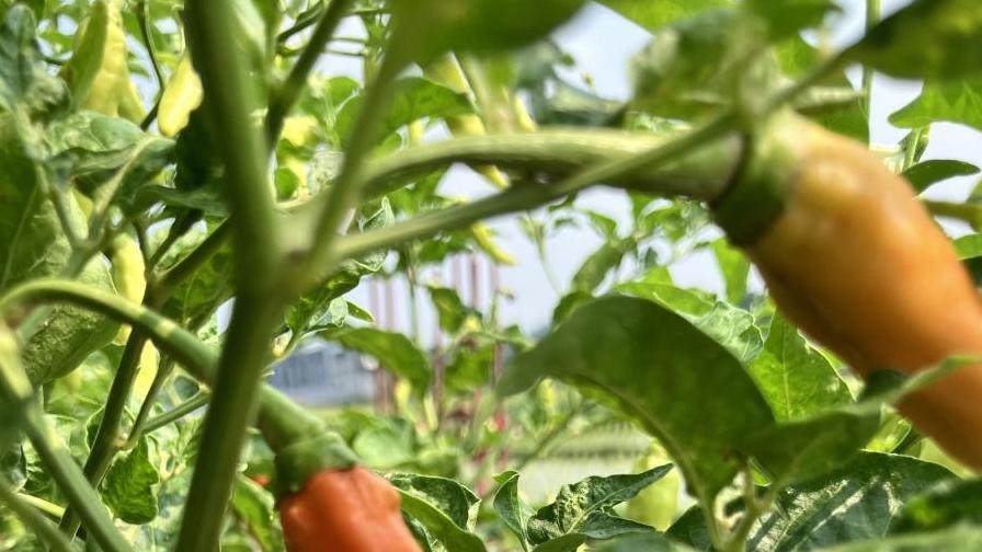 伏天辣椒种植：适度干旱也能增产吗？