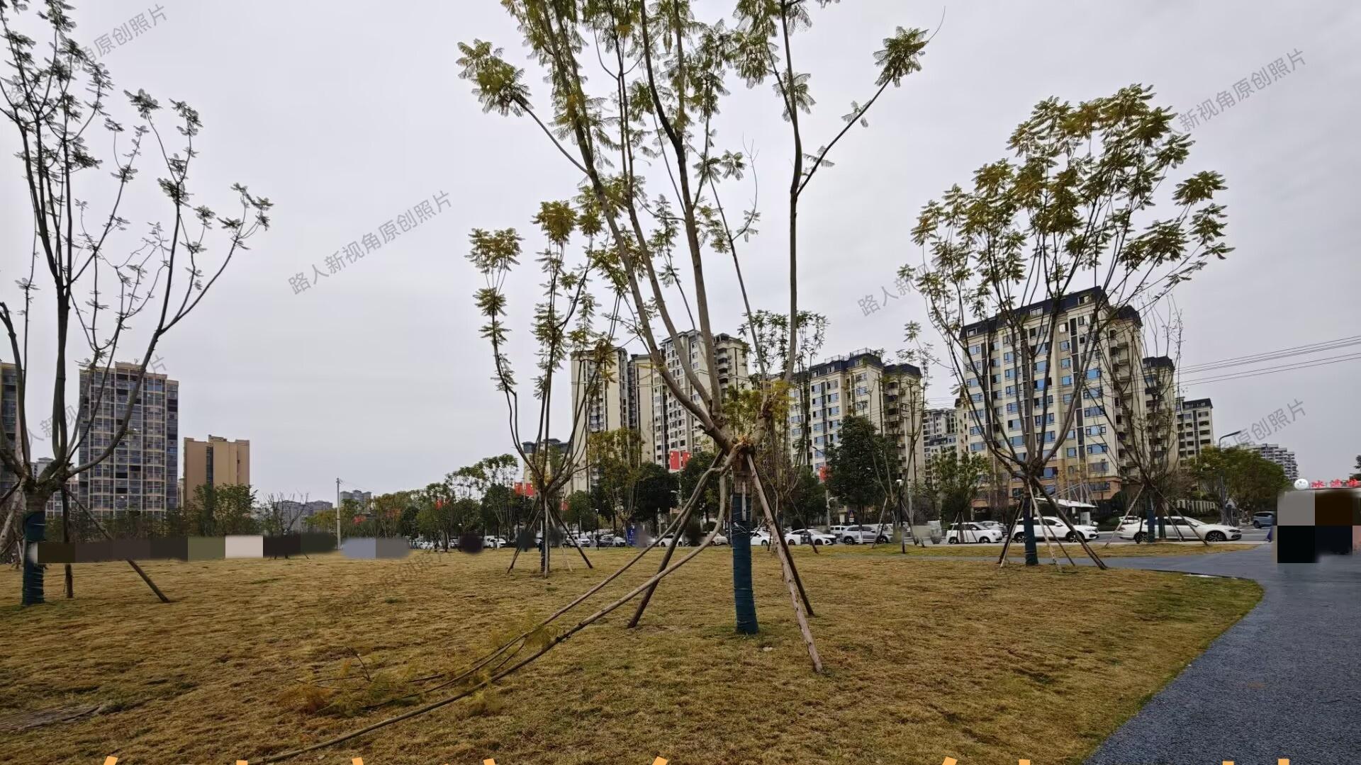 营山县黑山羊美食文化周附近场地上的这棵树，怎么是如此模样？