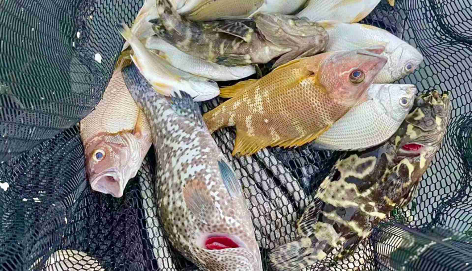 石斑鱼发酵饲料，白便症控制，近海吊笼养殖，成活率提升1.8成