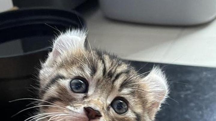 卷耳猫狩猎模拟训练，猫抓板材质挑选，流浪猫救助温暖瞬间，西部牛仔与卷耳猫传说