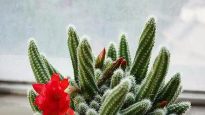沙壤土灭菌，居家儿童房窗台，三周虫卵灭杀，仙人掌环境净化