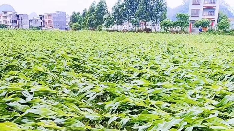 4月20号是谷雨，老话说的谷雨有哪三怕？一场风雨就能毁半年！