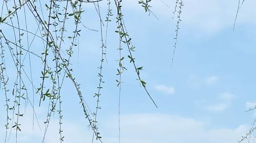 永祚寺：双塔凌霄书写的“砖石史诗”，太原城中的禅意密码