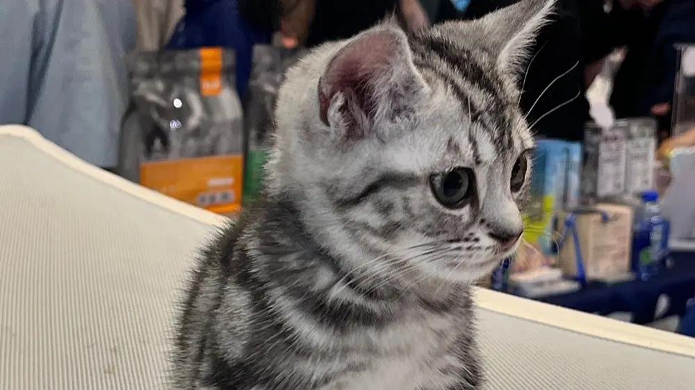 小猫到底能不能吃猫粮？国产、进口猫粮十大品牌2025榜揭晓