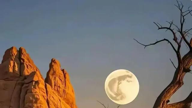 沙漠日落，骆驼漫步千年古树旁，壮丽征程的旅行记忆