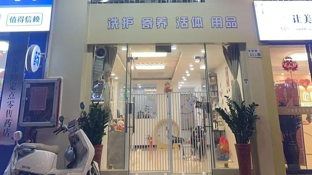 从洗护到寄养：深圳友喵萌宠打造猫咪全链路服务体系