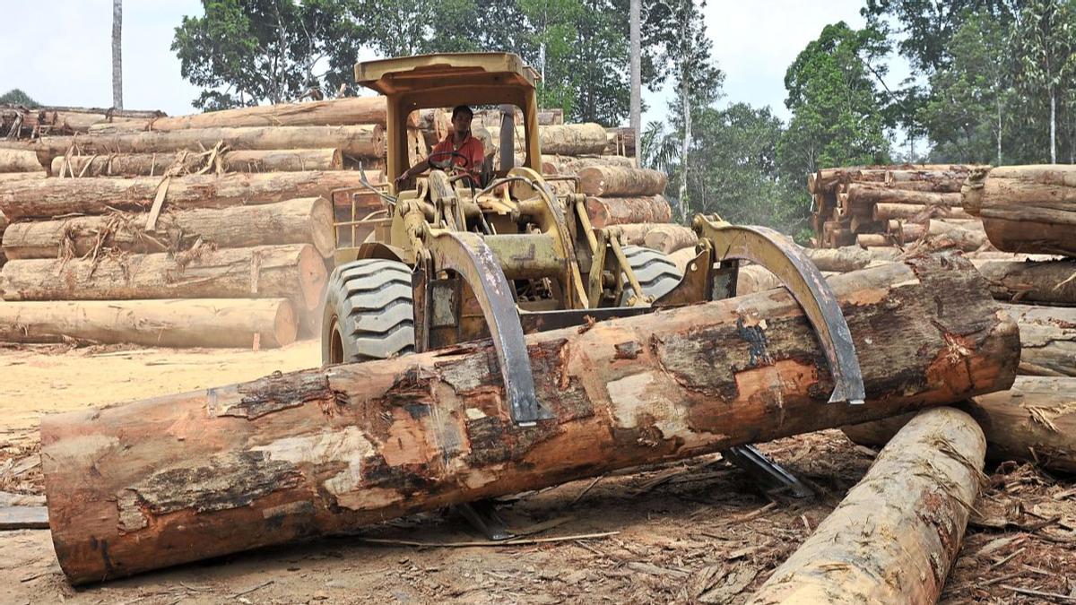 在非中资锯木厂恢复运营，中国进口连续十月双降
