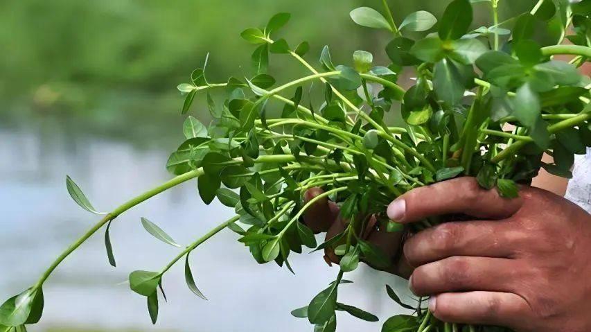 日本人曾在中国种下毒草，花2亿都没能清理，却被一只小虫搞定