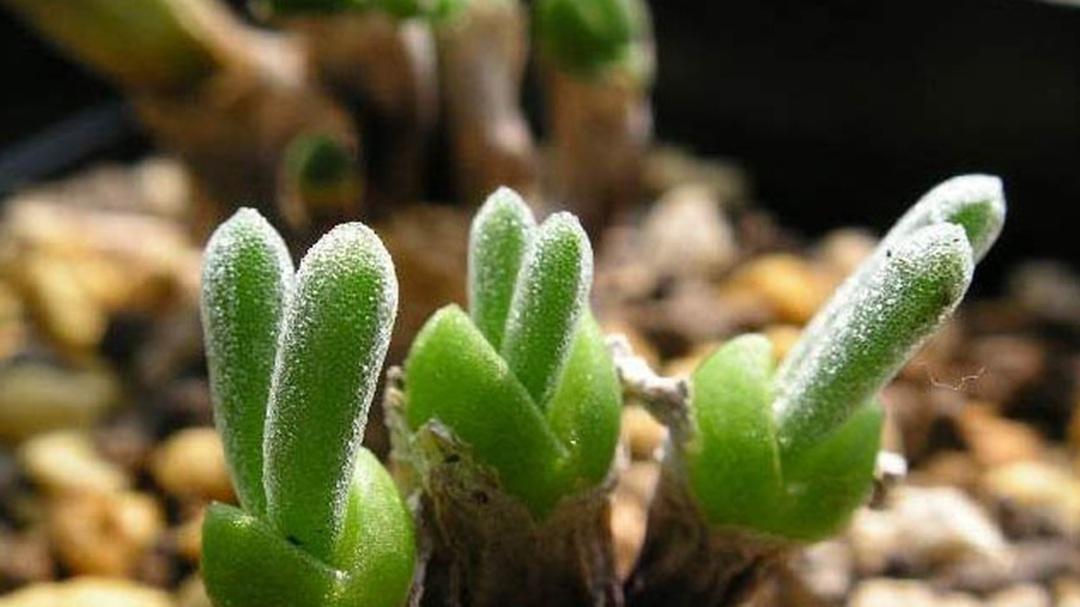 碧光环播种深度，0.5cm覆土验证，儿童自然课堂，出苗整齐度分析