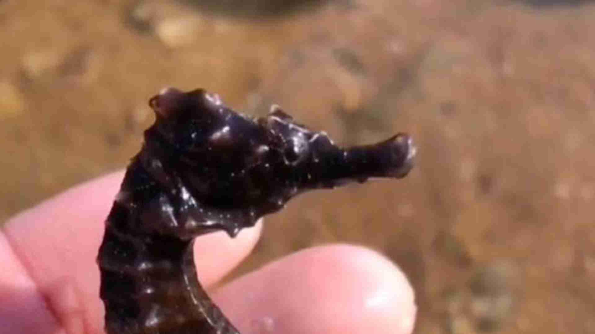 藻类自动投喂机，五周调试期，沿海实验室，海马摄食节律研究