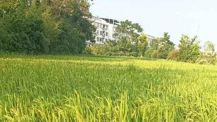 新的水稻种植模式“鸭稻共生”，有什么好处？应该注意些什么？