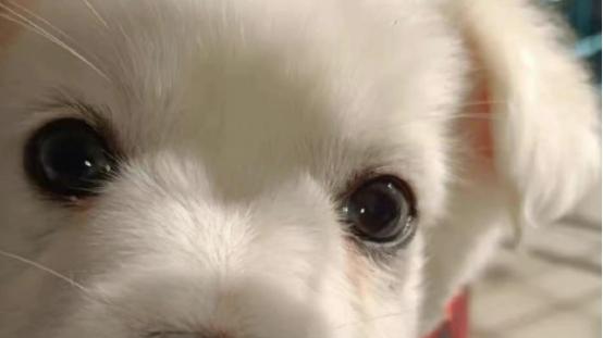 养狗人必看的十大狗粮红榜！平价质量口碑较好的狗粮，省钱不踩坑