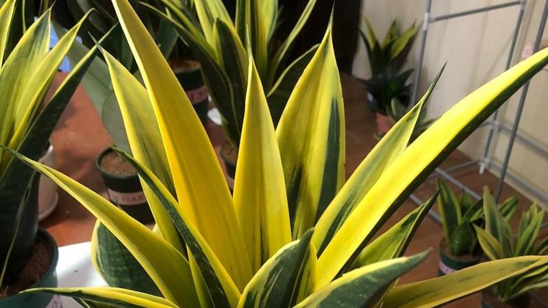 虎皮兰船舶种植，抗盐雾品种筛选，远洋货轮生活舱，摇摆环境适应性