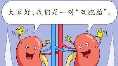 40天的时间，300多的肌酐降干净了，浑身都有劲了