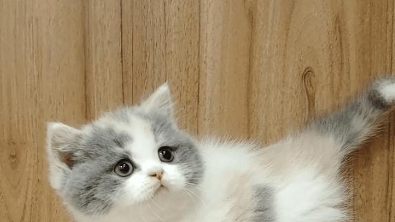 有哈和希喂宠物空气净化器哪个好？3个维度测评哪款性价比更高！