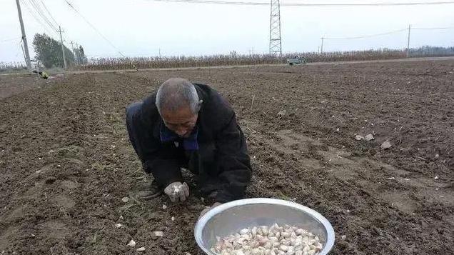 从2000斤到3500斤！如何提高大蒜产量？