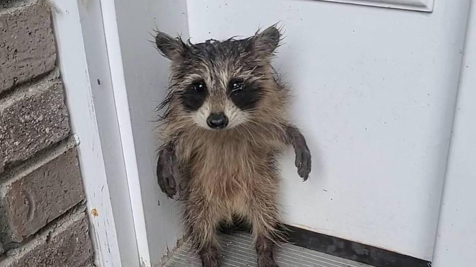 火箭浣熊来敲门？他站立无辜神情爆红 网友全被萌翻