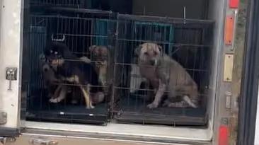 安徽宣城一流浪狗基地断粮导致狗吃狗？当地回应