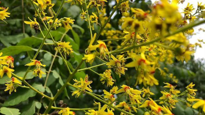 栾树种植指南：花期、品种与环境全解析