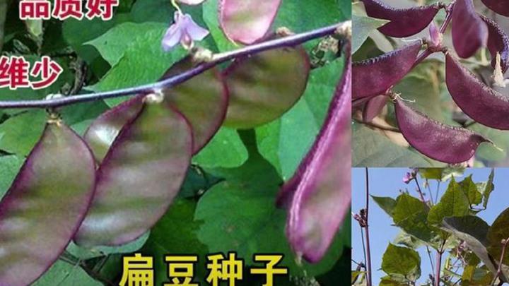 扁豆育苗控温细节，间苗松土精细化，藤蔓整齐结荚密