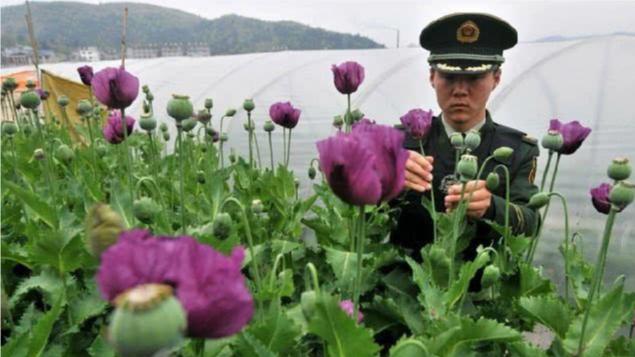 中国唯一合法种植“罂粟”基地，规模上千亩，武警24小时持枪护卫
