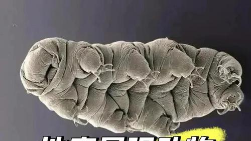 探寻地球上的“不死生物”：自然界的生存奇迹