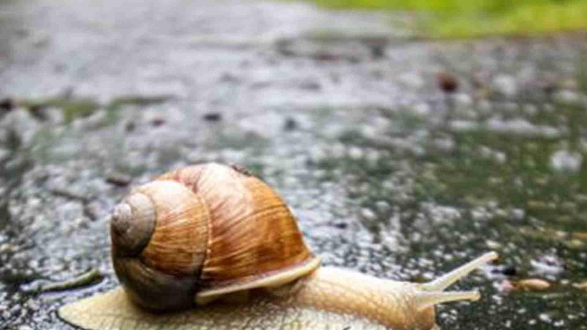 蜗牛产卵箱改良，梅雨季湿度控制，经济价值翻倍，这点容易忽视
