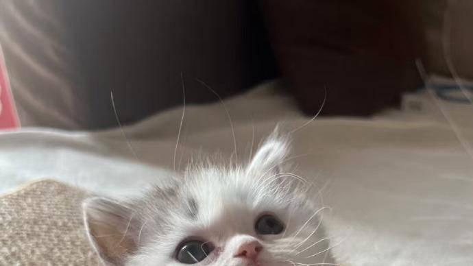 为什么要选天然猫粮？2025国产猫粮排行榜