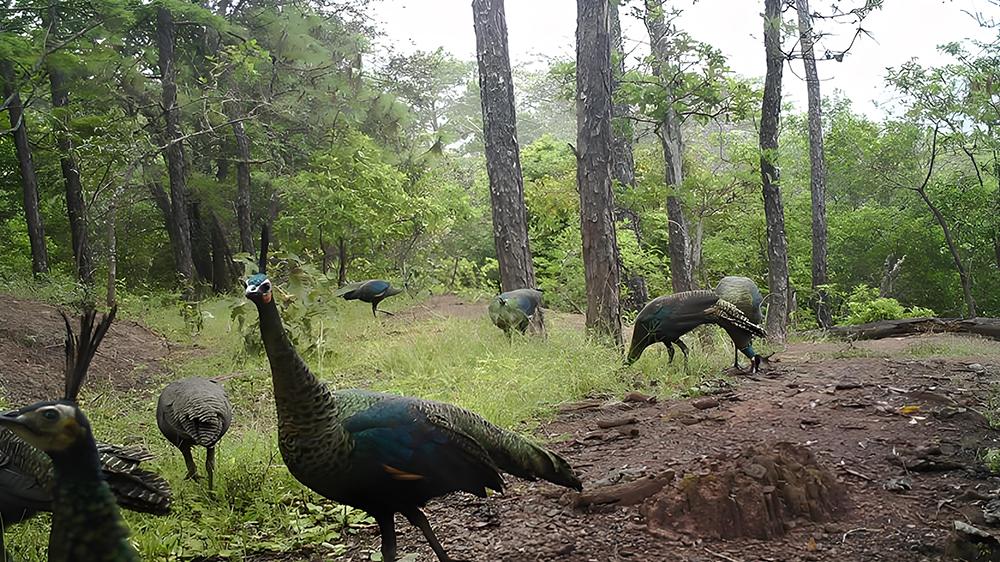 云南大理发现“黄猄”，叫声似犬吠，脑袋像麒麟，嘴里长有双獠牙
