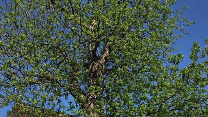 沙化土地保水技术研究，核桃种植保水剂应用，抗旱培育与纳米储存工艺