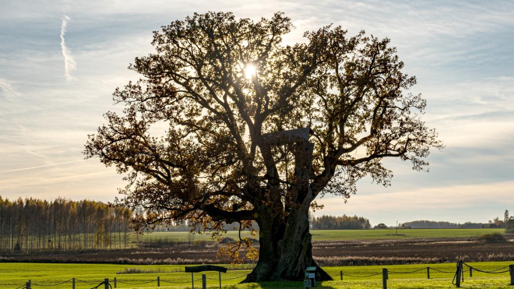 《35岁外卖员深夜敲代码上热搜：真正毁掉一个人的，是“等靠要”思维》