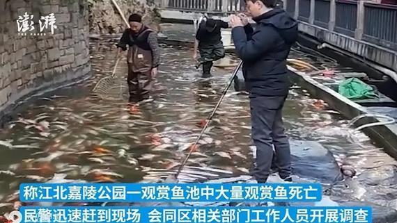 原因找到了！重庆观音桥大量观赏鱼死亡后续，警方通报，市民愤怒