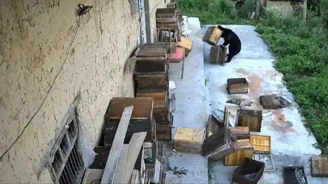 黑龙江鹤岗出现三头黑熊，深夜结伴进村偷食蜂蜜，村民带狗驱赶