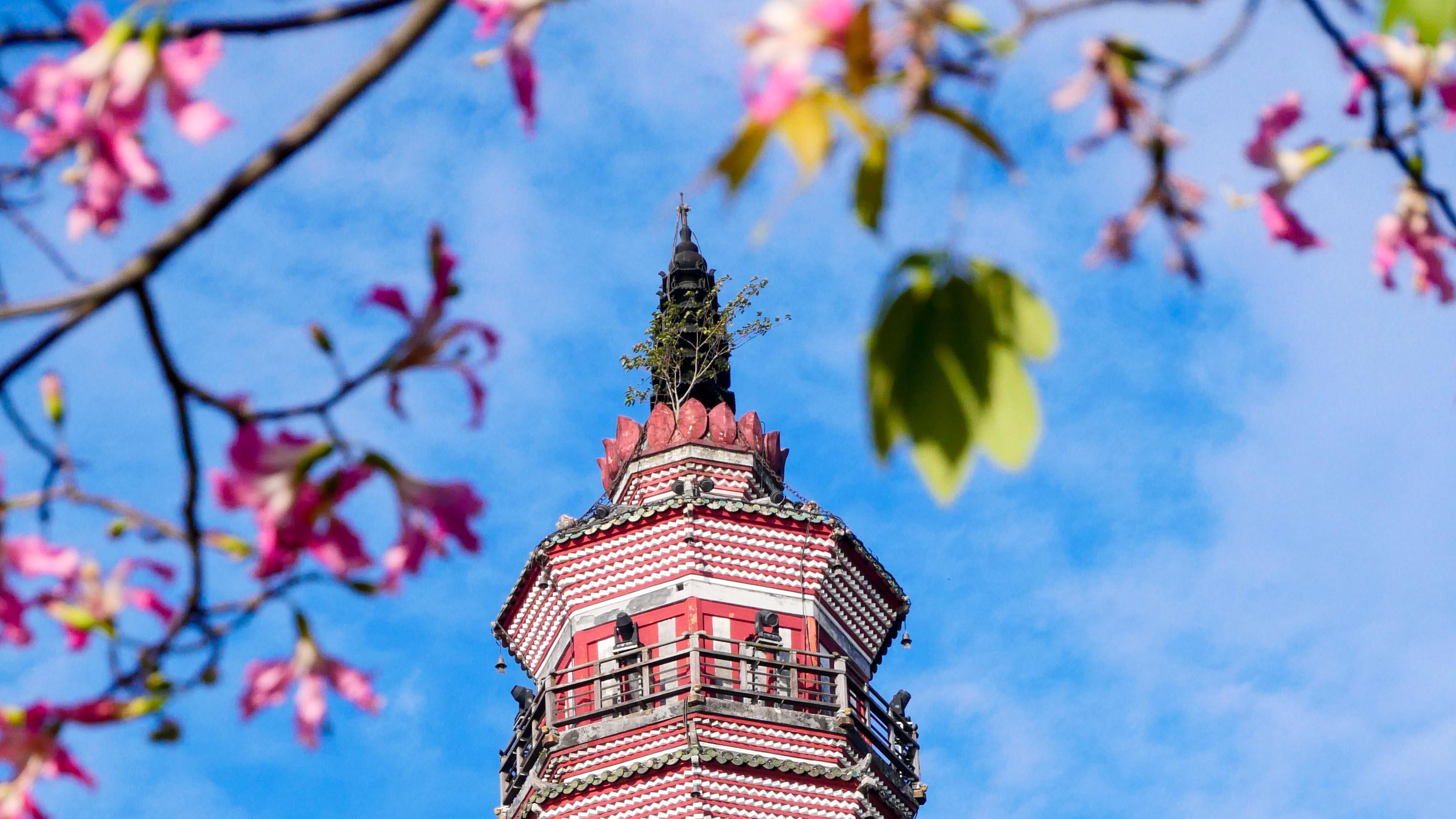 来顺峰山公园邂逅一场粉色浪漫！