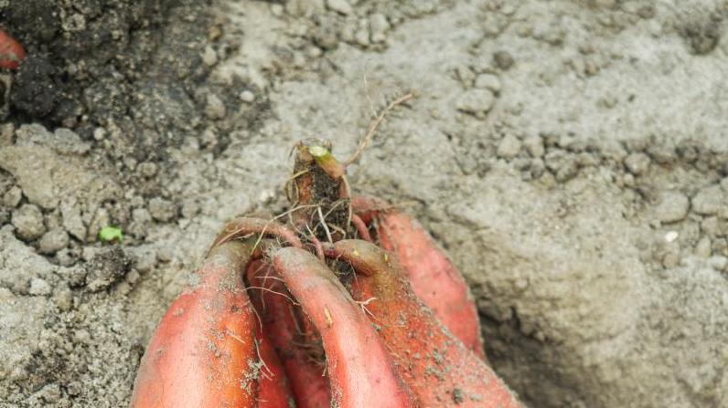 想让红薯亩产上万斤？七月份后的三项措施很关键