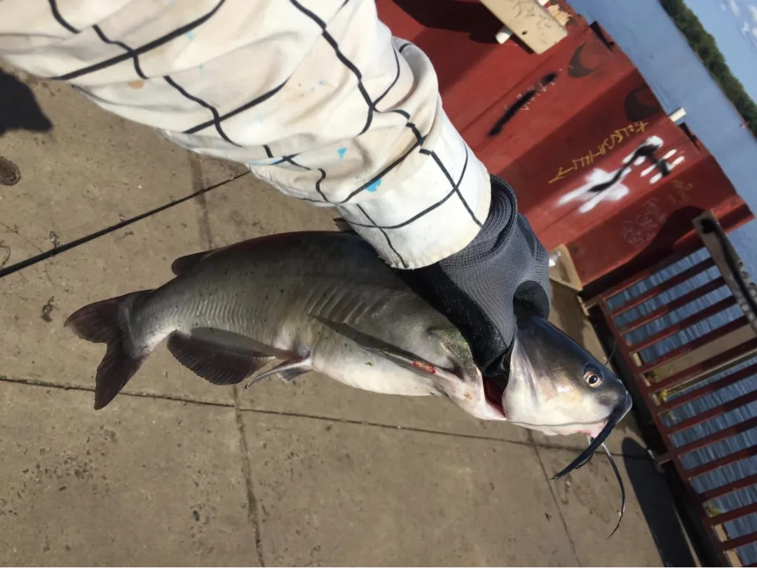 烤鱼店最爱用的鱼，老家竟然在美洲？