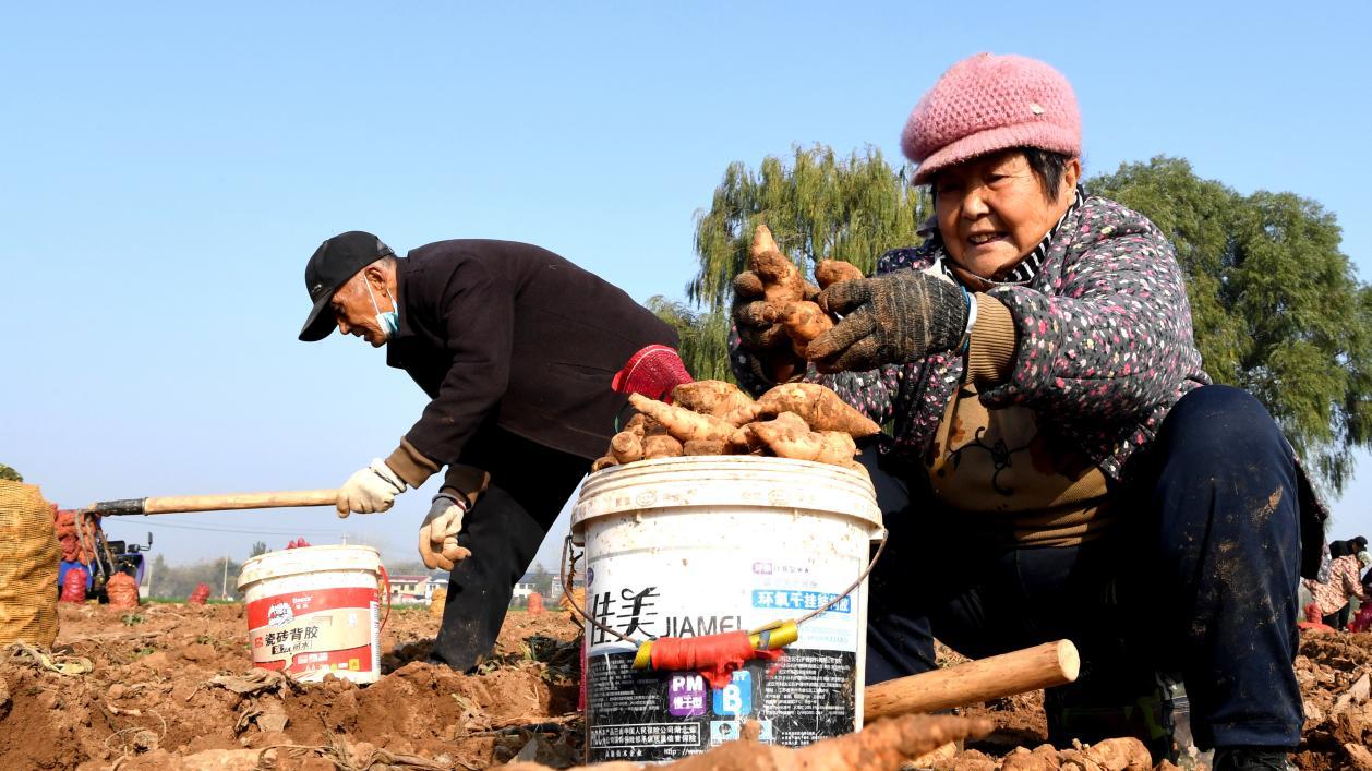 不用打工！在家种地黄，年入20万，药厂抢着收！