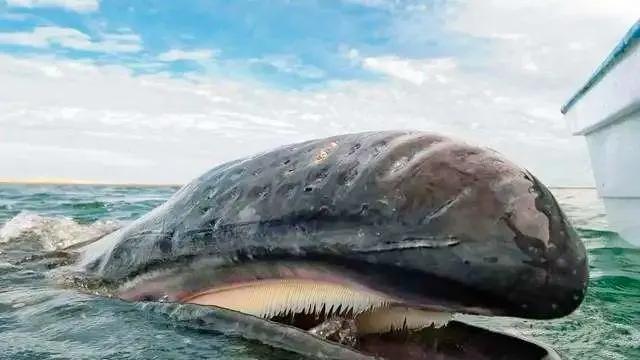 神秘“弓头鲸”现身北冰洋，体重超75吨，号称“深海巨兽”