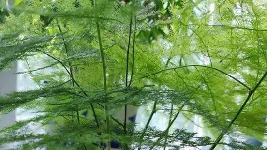 文竹焦尖处理方案，阳台西晒灼伤，三周修复经，越级碾压传统