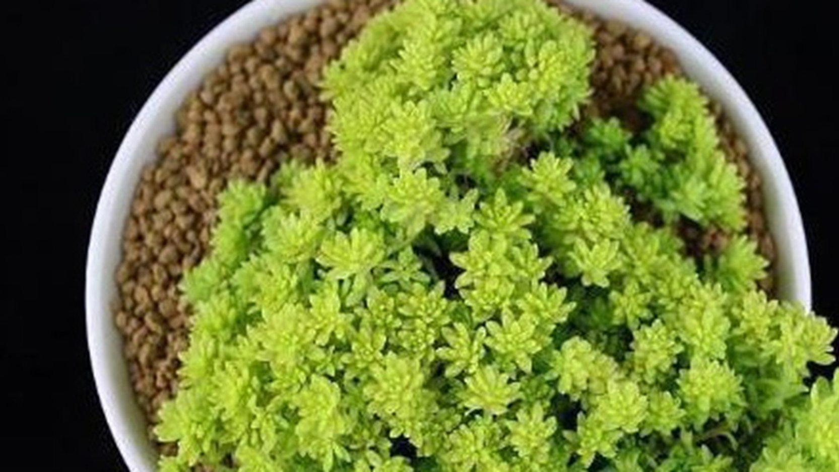 黄金草立体造景，六周成型方案，城市阳台工程，灌溉系统要合理