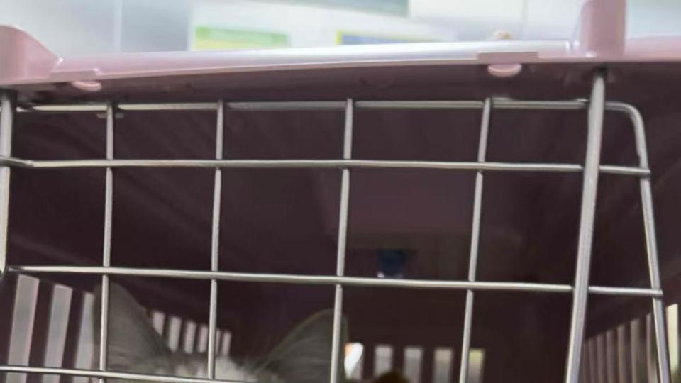 跨省搬家公司能带宠物吗？宠物出行哪个公司便宜靠谱值得推荐？