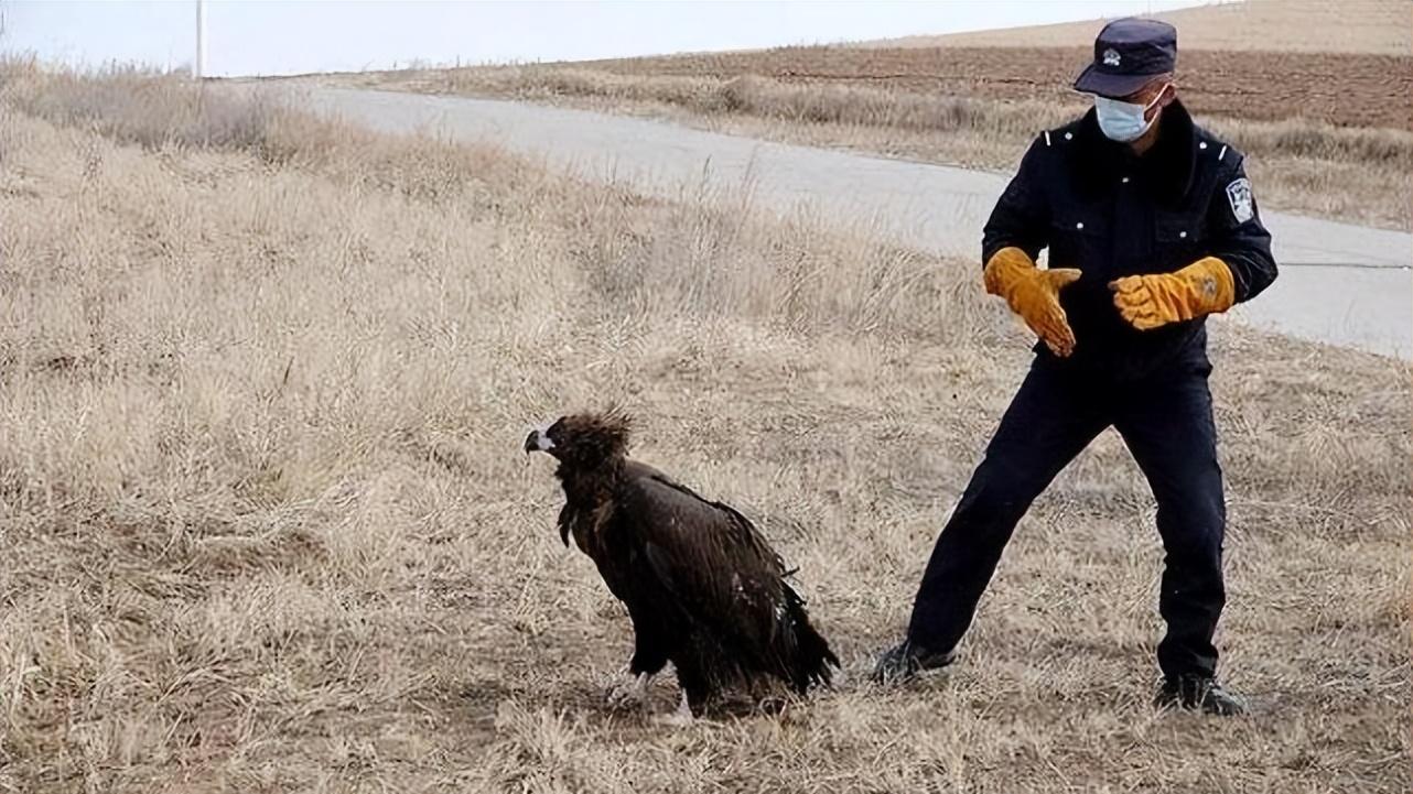 13年沈阳大哥救下中毒秃鹫，三次放生失败赖着不走，比小孩还听话