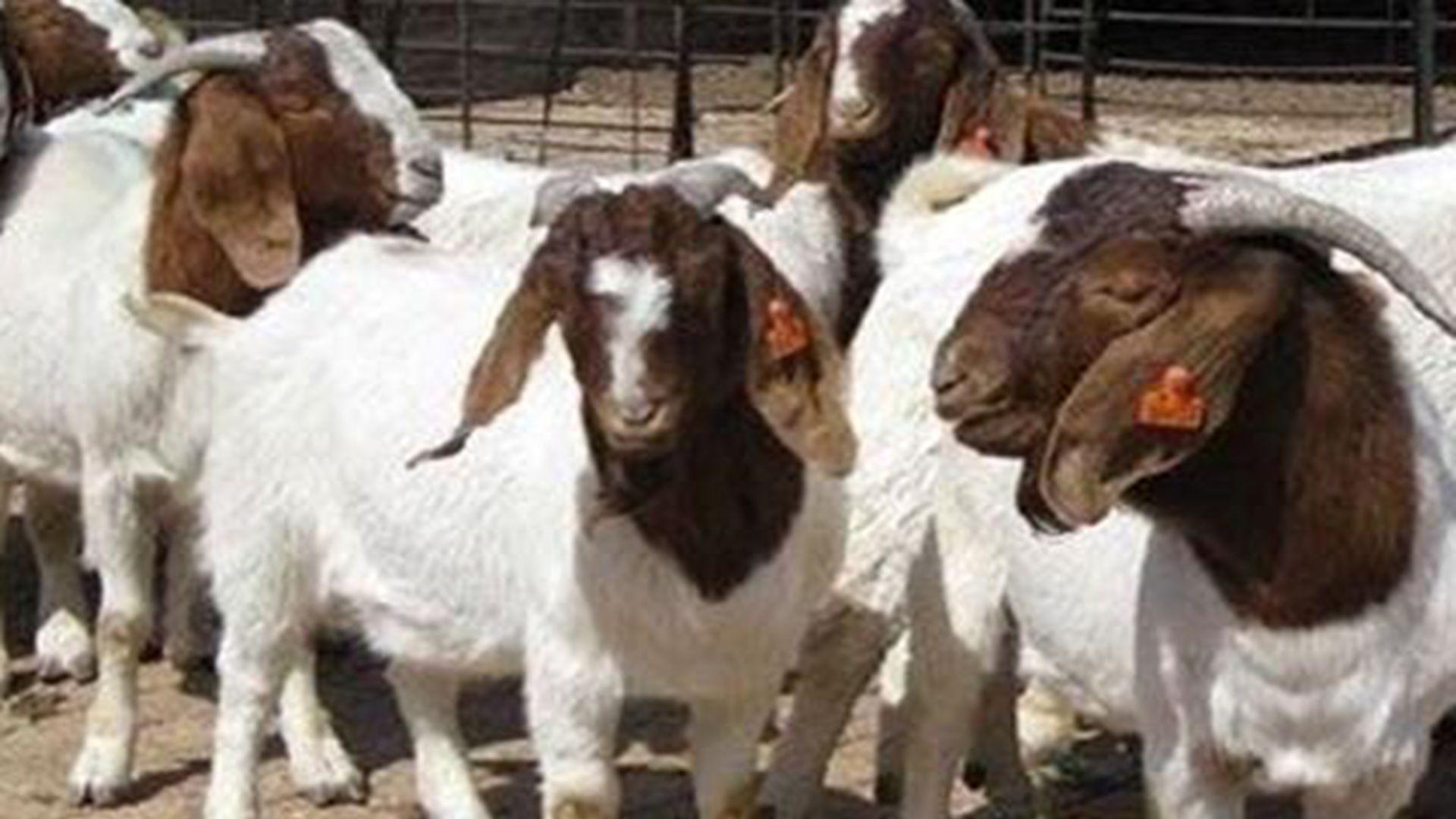 亲子代性能对比，两月选育差异显，养殖场波尔山羊，种羊预订已排期